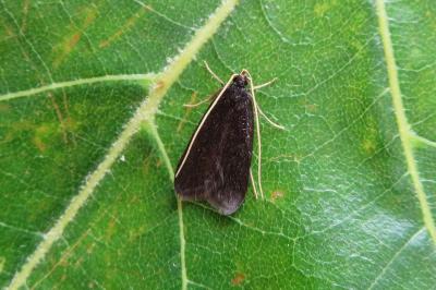 <i>Homaloxestis briantiella</i>