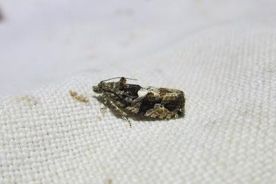 <i>Eudemis profundana</i>