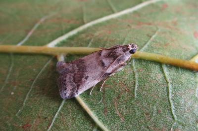 <i>Acrobasis fallouella</i>