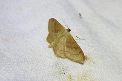 <i>Idaea rubraria</i>