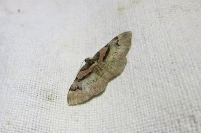 <i>Catarhoe rubidata</i>