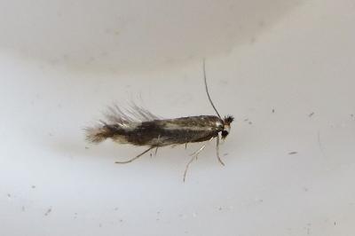 <i>Bucculatrix nigricomella</i>