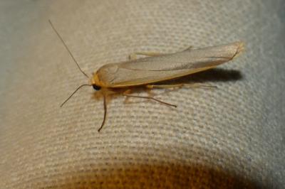 <i>Eilema caniola</i>