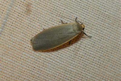 <i>Collita griseola</i>