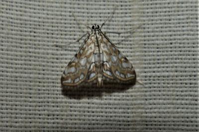 <i>Elophila nymphaeata</i>