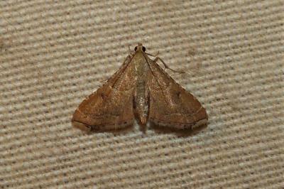 <i>Endotricha flammealis</i>