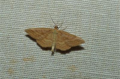 <i>Idaea ochrata</i>