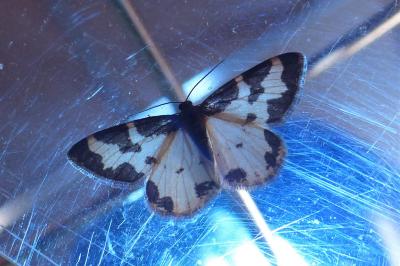 <i>Lomaspilis marginata</i>