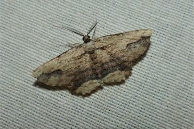 <i>Menophra abruptaria</i>