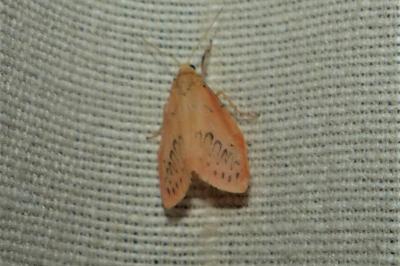 <i>Miltochrista miniata</i>