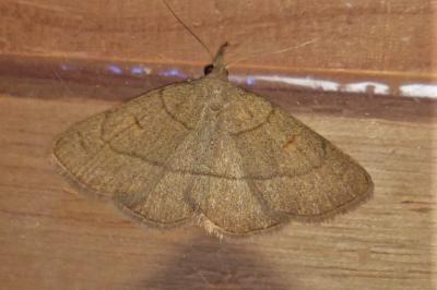 <i>Paracolax tristalis</i>
