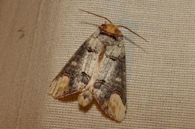 <i>Phalera bucephala</i>