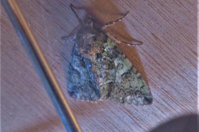 <i>Polyphaenis sericata</i>