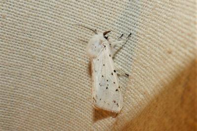 <i>Spilosoma lubricipeda</i>