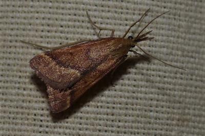 <i>Synaphe punctalis</i>