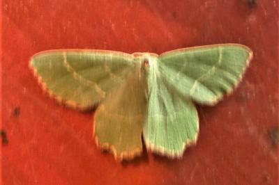 <i>Thalera fimbrialis</i>