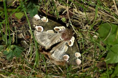<i>Thyatira batis</i>