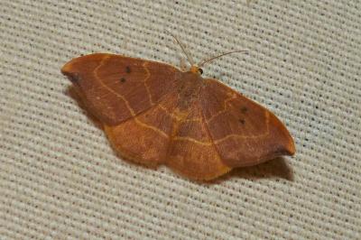 <i>Watsonalla binaria</i>