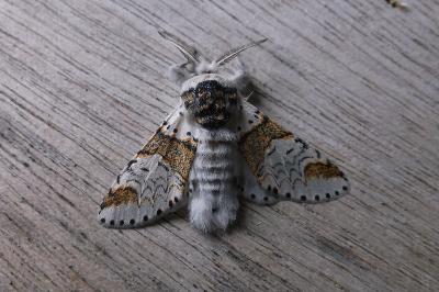 <i>Furcula furcula</i>
