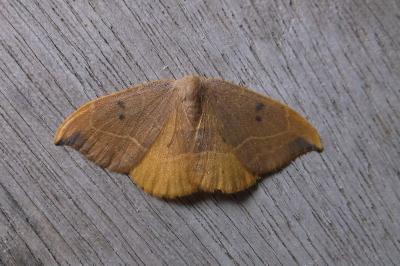 <i>Watsonalla binaria</i>