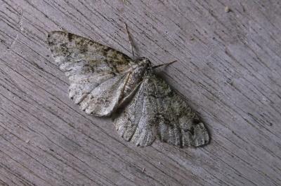 <i>Cleorodes lichenaria</i>