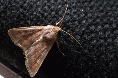 <i>Lacanobia oleracea</i>