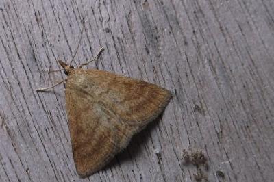 <i>Psammotis pulveralis</i>