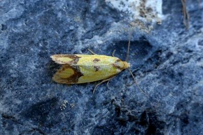 <i>Agapeta zoegana</i>