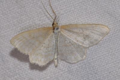 <i>Idaea macilentaria</i>