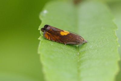 <i>Dichrorampha alpinana/petiverella</i>