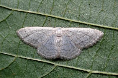 <i>Idaea subsericeata</i>