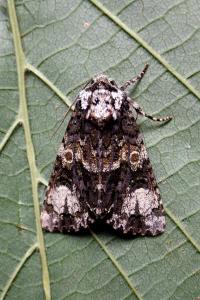 <i>Craniophora ligustri</i>