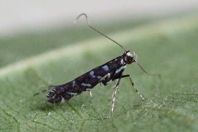 <i>Parectopa ononidis</i>