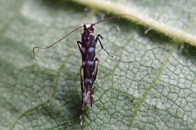 <i>Parectopa ononidis</i>