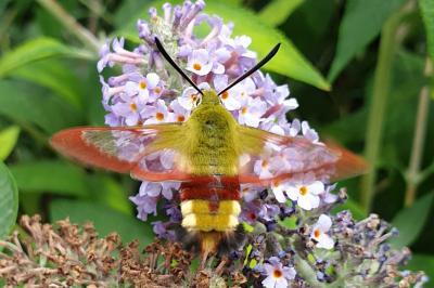 Hemaris fuciformis