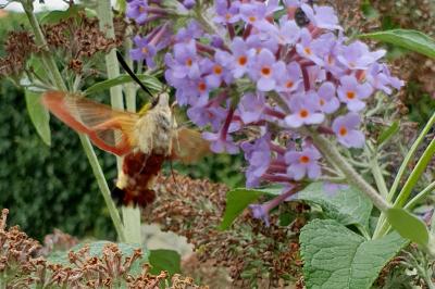 <i>Hemaris fuciformis</i>