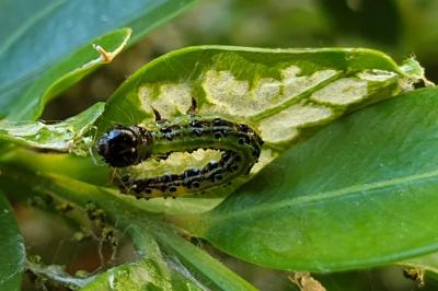 <i>Cydalima perspectalis</i>