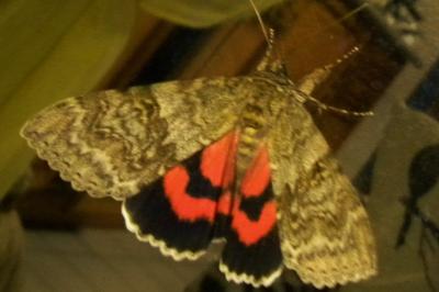 <i>Catocala nupta</i>