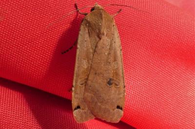 <i>Noctua pronuba</i>
