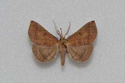<i>Polypogon plumigeralis</i>