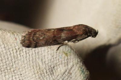 <i>Phycita roborella</i>