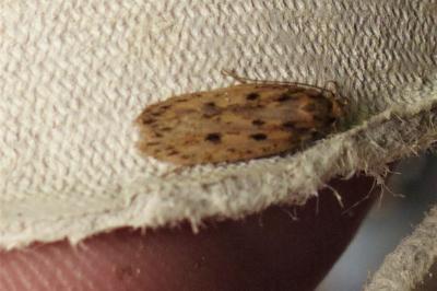 <i>Hofmannophila pseudospretella</i>