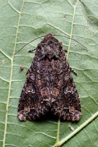 <i>Mamestra brassicae</i>