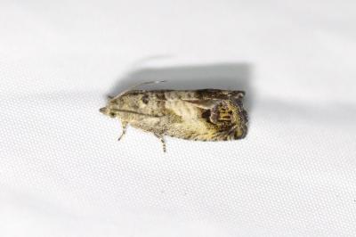 <i>Cydia splendana</i>