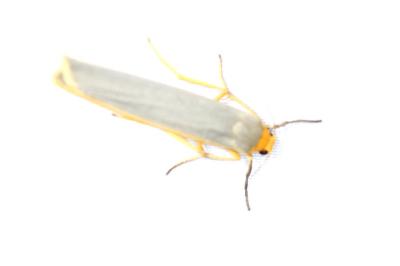 <i>Manulea complana</i>