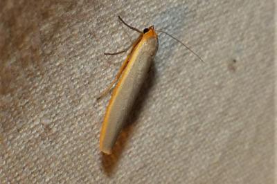 <i>Manulea complana</i>