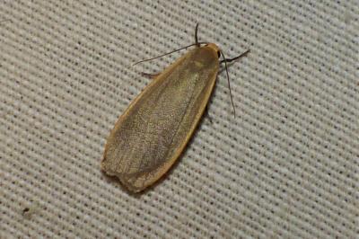 <i>Collita griseola</i>