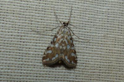 <i>Elophila nymphaeata</i>