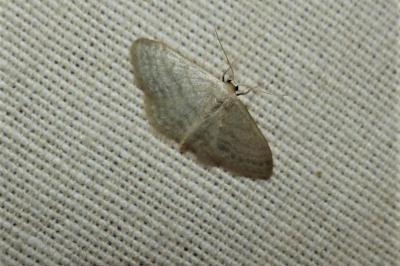 <i>Idaea subsericeata</i>