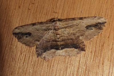 <i>Menophra abruptaria</i>